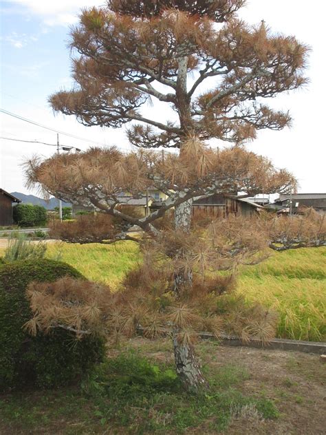 樹木枯萎原因|庭木が枯れそう！原因は何？復活させるにはどうすればいいの？。